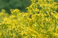 Golden ragwort Senecio doria, star-like yellow flowers with honeybees